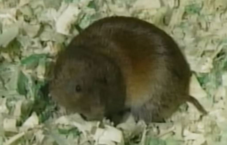 http://www.aaanimalcontrol.com/PROFESSIONAL-TRAPPER/images/wildlifetrapvoles.jpg