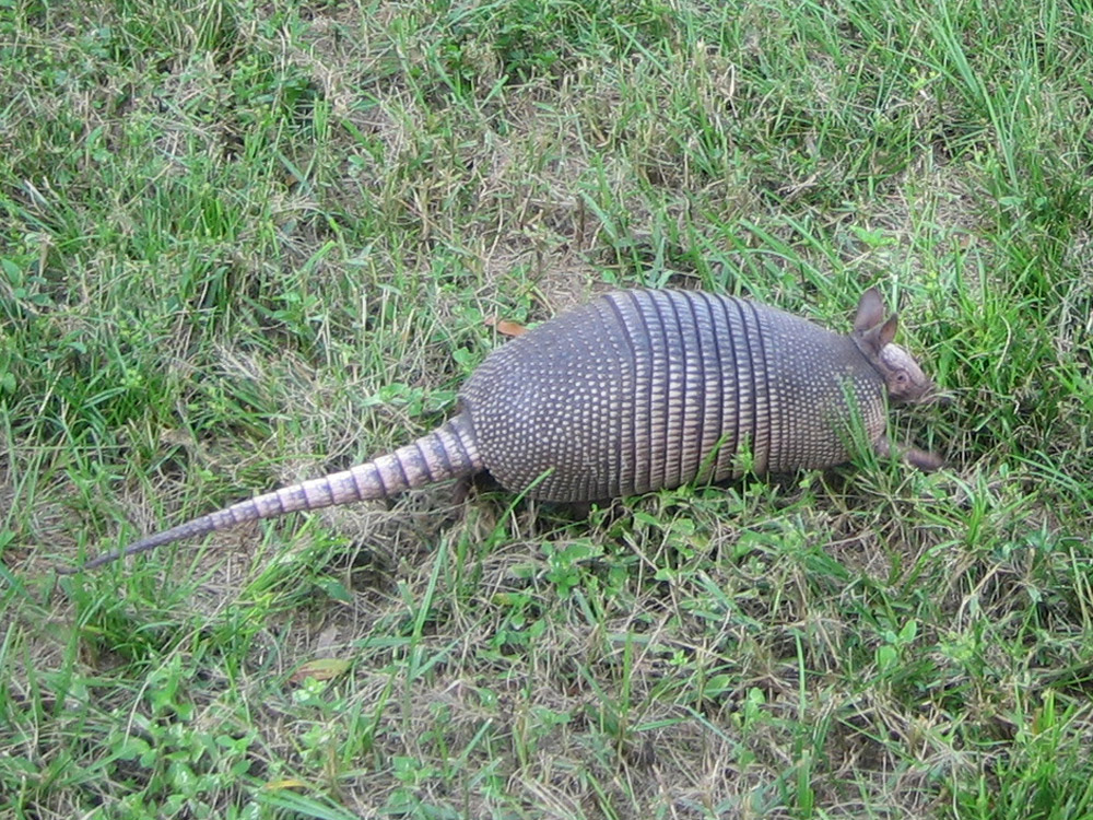 Best Armadillo Control Products