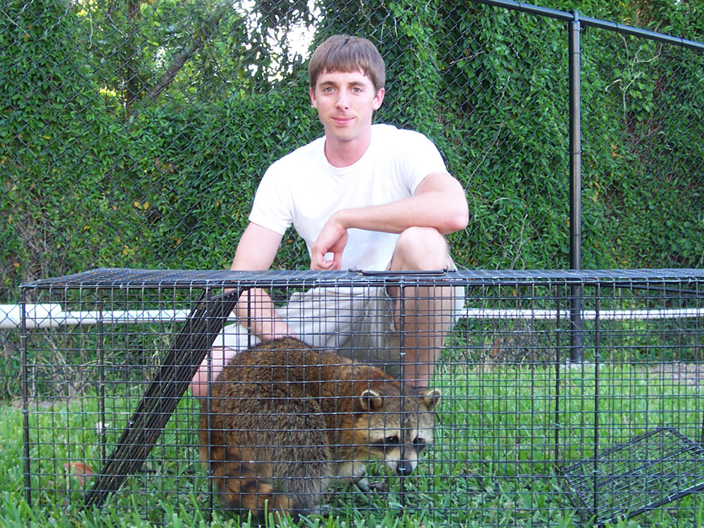 Raccoon Trapping How to Trap Raccoons