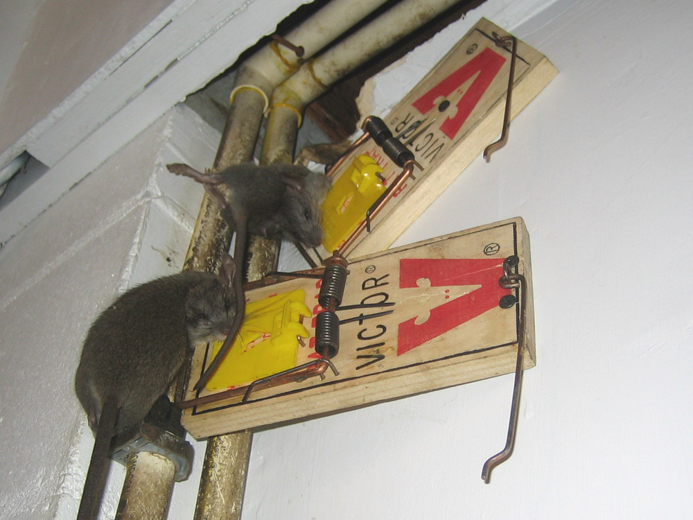 Rat Photograph 011 - Pipes leading into the attic, an easy entry.