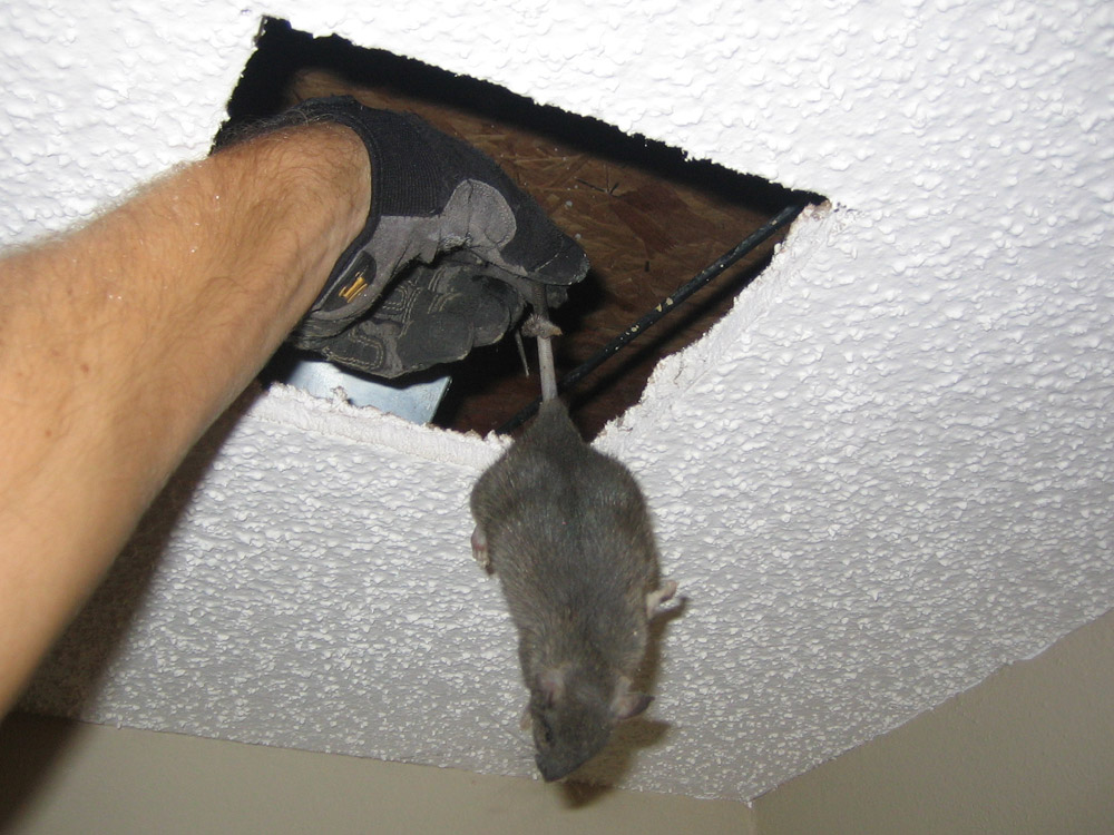 Rat Photograph 016 I Cut A Hole In The Ceiling For This One