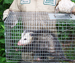 Michigan Wildlife Removal  Opossum Trapping Services