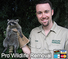 Tampa Wildlife Control