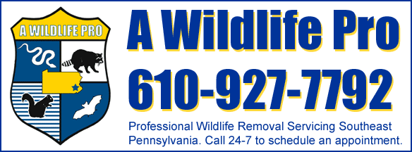 Todd S Pest Control Service For All Insects Wildlife Removal Animal Trapper