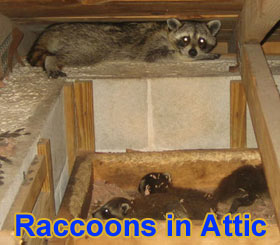 Noises In The Attic Are Animals Causing Noise In My Walls