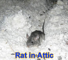 Noises In The Attic Are Animals Causing Noise In My Walls