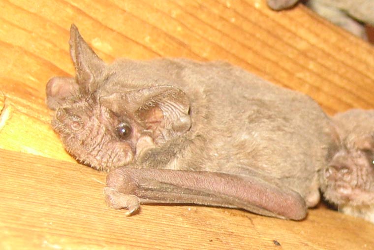 do bats hibernate in iowa