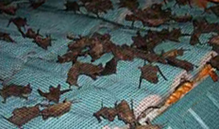 bats hibernate or migrate