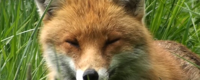 is-a-fox-that-is-active-during-the-daytime-sick-or-rabid