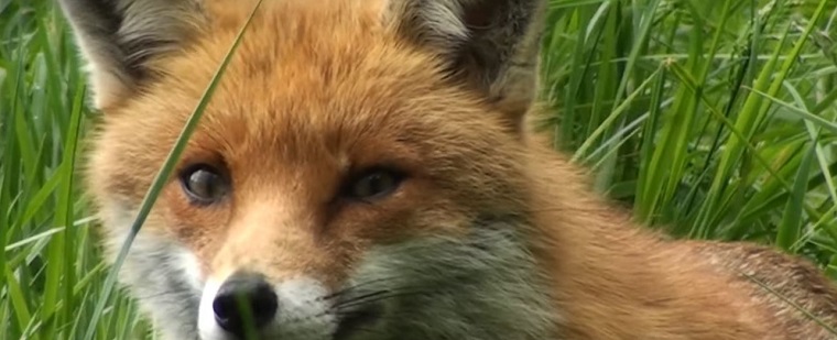 how-dangerous-are-foxes-to-humans