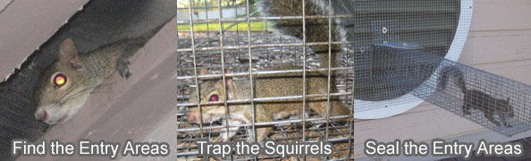 How To Get Rid Of Squirrels