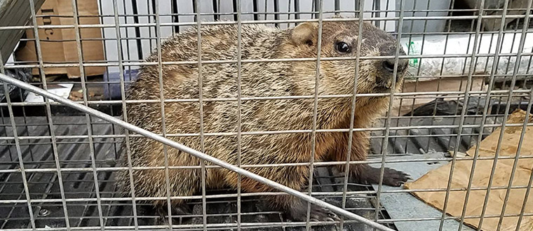 groundhogs rid groundhog under shed deck removing porch fence build