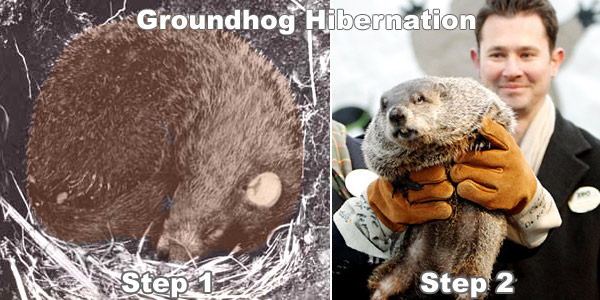 do ground hogs hibernate