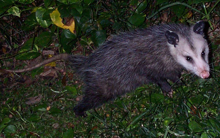 are possums nocturnal