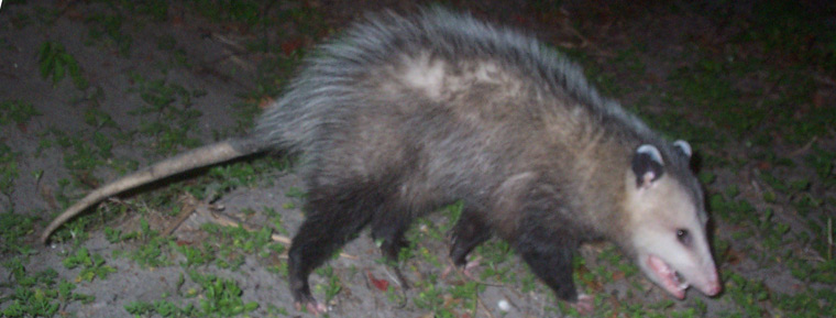 Things To Know About The Opossum Tail And What The Tail Is Used For