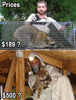 Wildlife Removal Prices