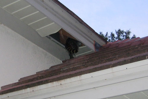 attic rid raccoon raccoons soffit roof open hole inside them crawls enough sure right aaanimalcontrol