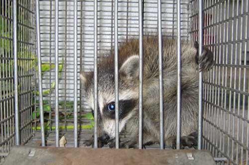 Raccoon Removal In Massachusetts And Rhode Island Getting Rid Of Raccoons Batguys Animal Removal