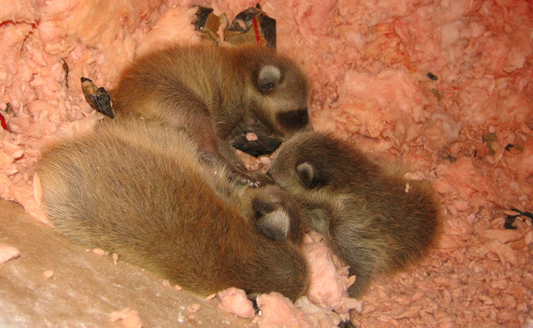 female raccoon growl