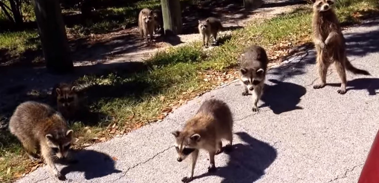 do-raccoons-live-alone-or-travel-in-packs