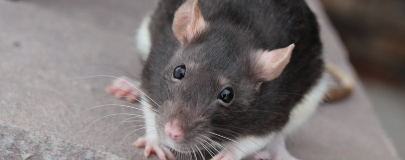 pheromones communicate rodents using