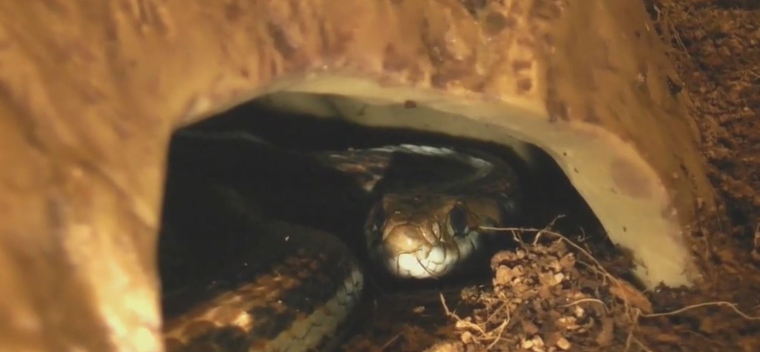 hibernating snakes