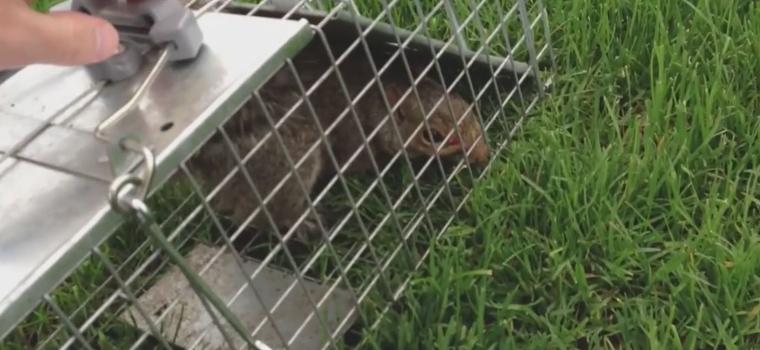 What Equipment do you need to trap a Squirrel?