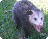 Nashville Wildlife in Tennessee Skunk Removal Bird Opossum Mouse Raccoon