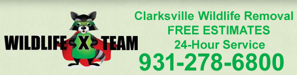 Clarksville Wildlife Control Company, Montgomery County TN - Wildlife