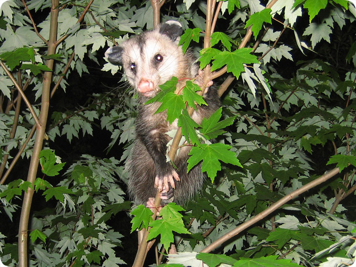 animal in tree