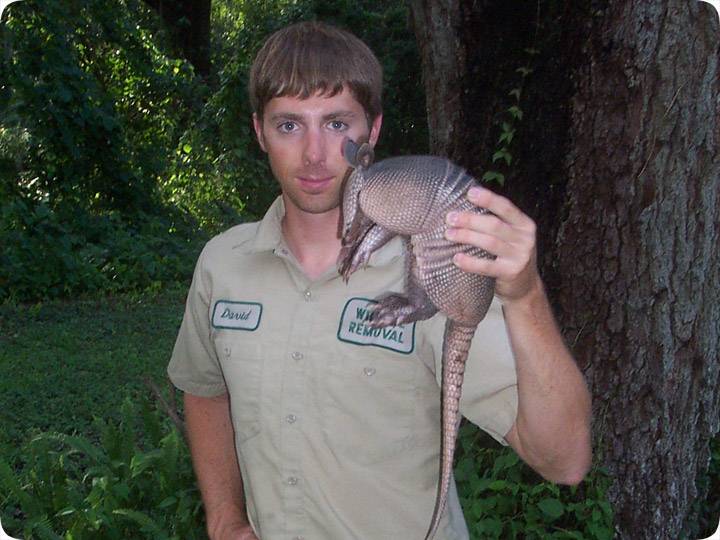 Armadillo trapping: how to trap an armadillo