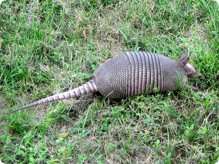 Armadillo Control: How To Get Rid Of Armadillos