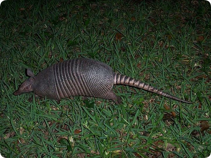 armadillo florida