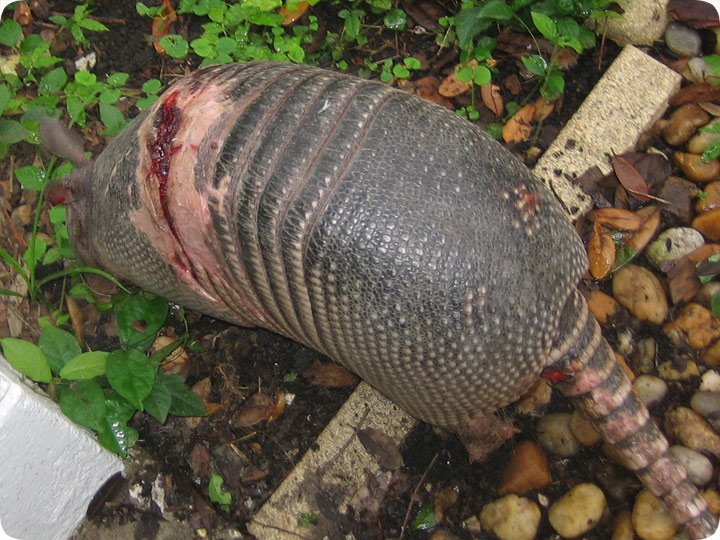 Armadillo Control: How to Get Rid of Armadillos