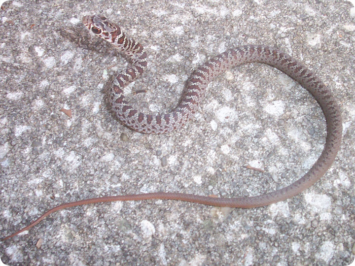 newborn black snake