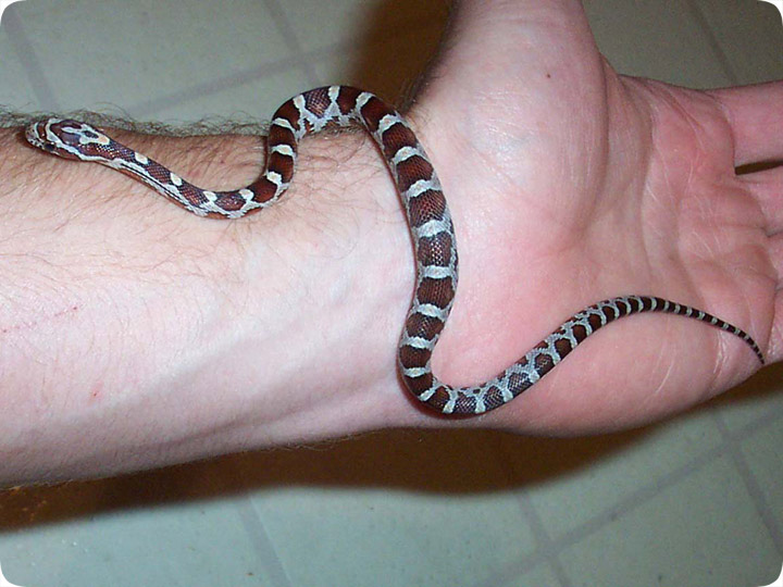 cute baby corn snake