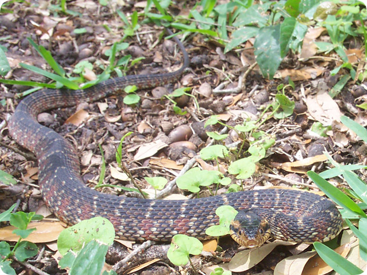 Banded Water Snake