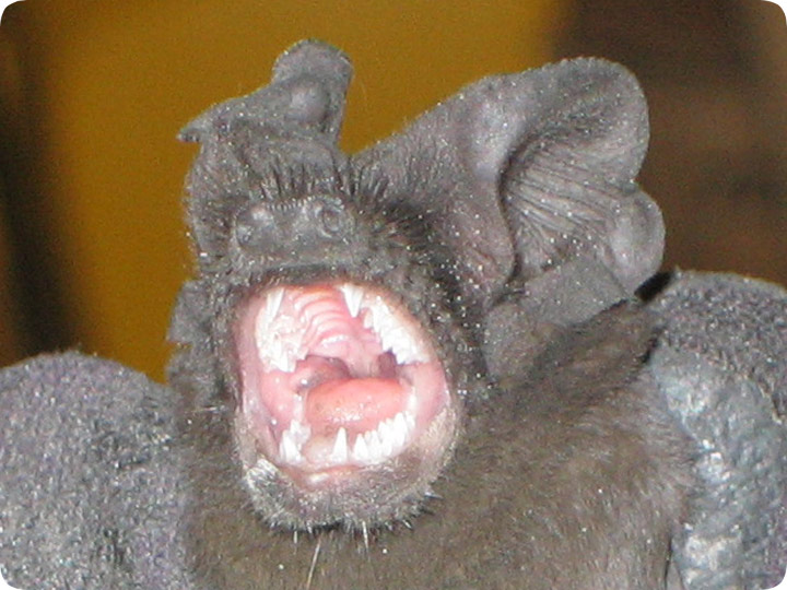 rabies in bats