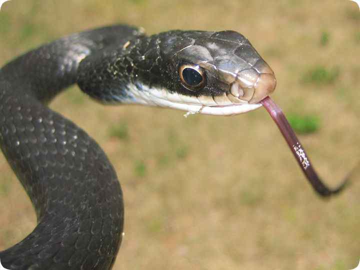 Florida Black Racer