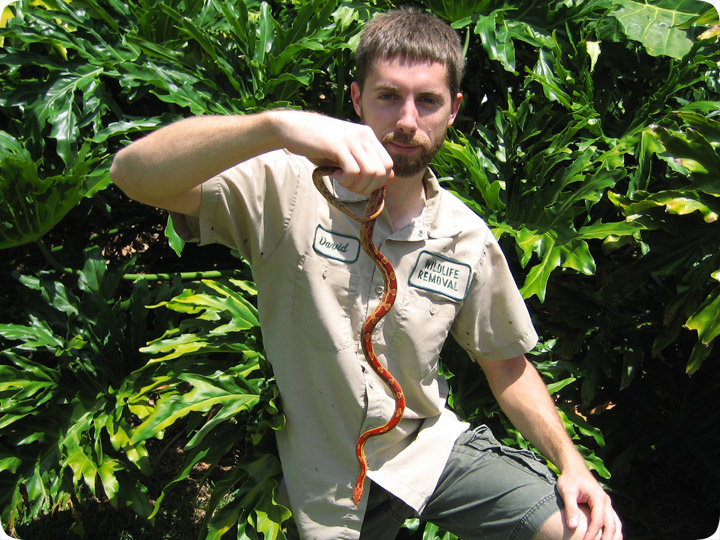 Corn Snake Belly