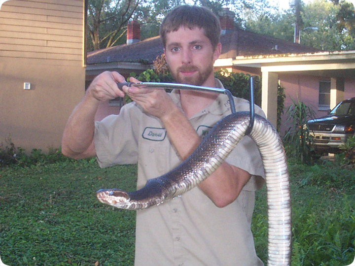 Cottonmouth Snake Pictures