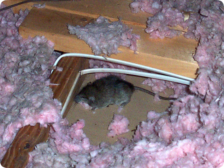 ceiling dead attic mouse maggots why