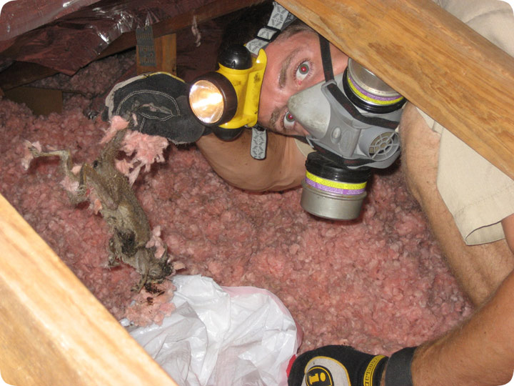 How to Get Rid of Squirrels in The Attic - Attic Squirrel Removal