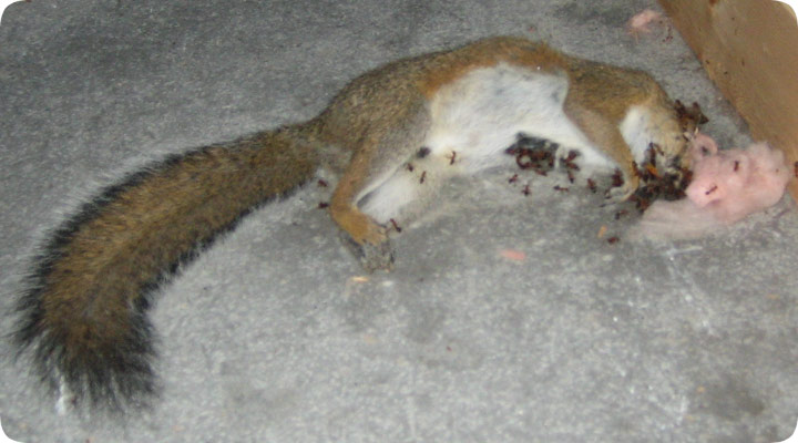 Dead Squirrel In Ceiling