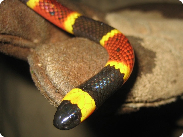 coral snake mouth