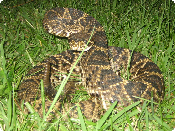 eastern diamondback habitat