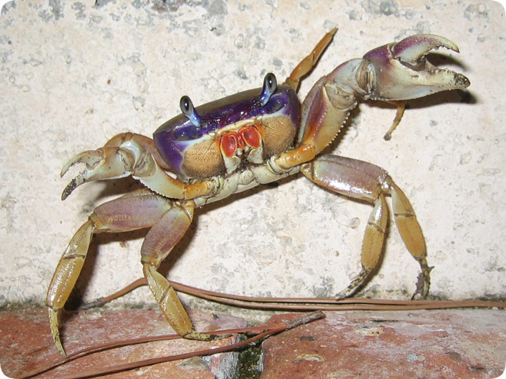Fiddler Crab