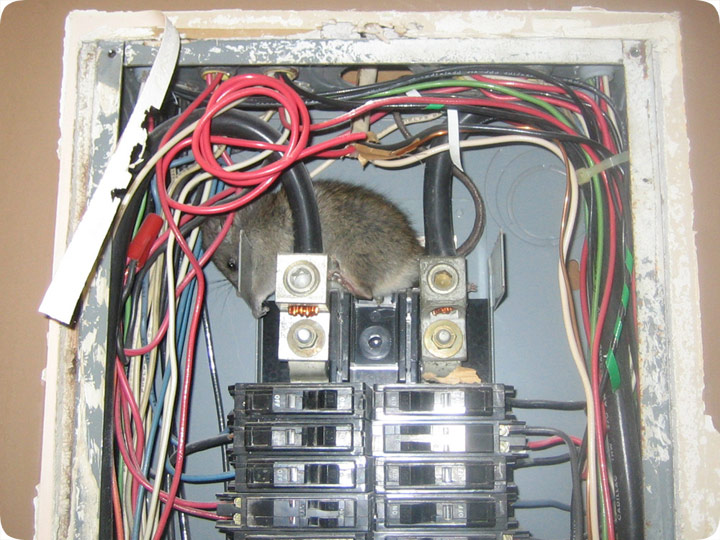 electrocuted rat