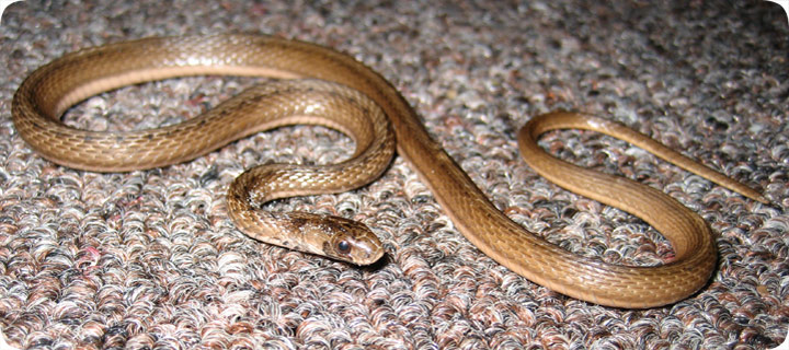 brown snake with white stripes in water