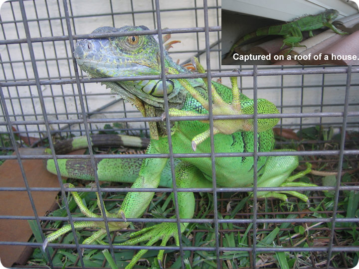 Southern Snares Iguana Snares